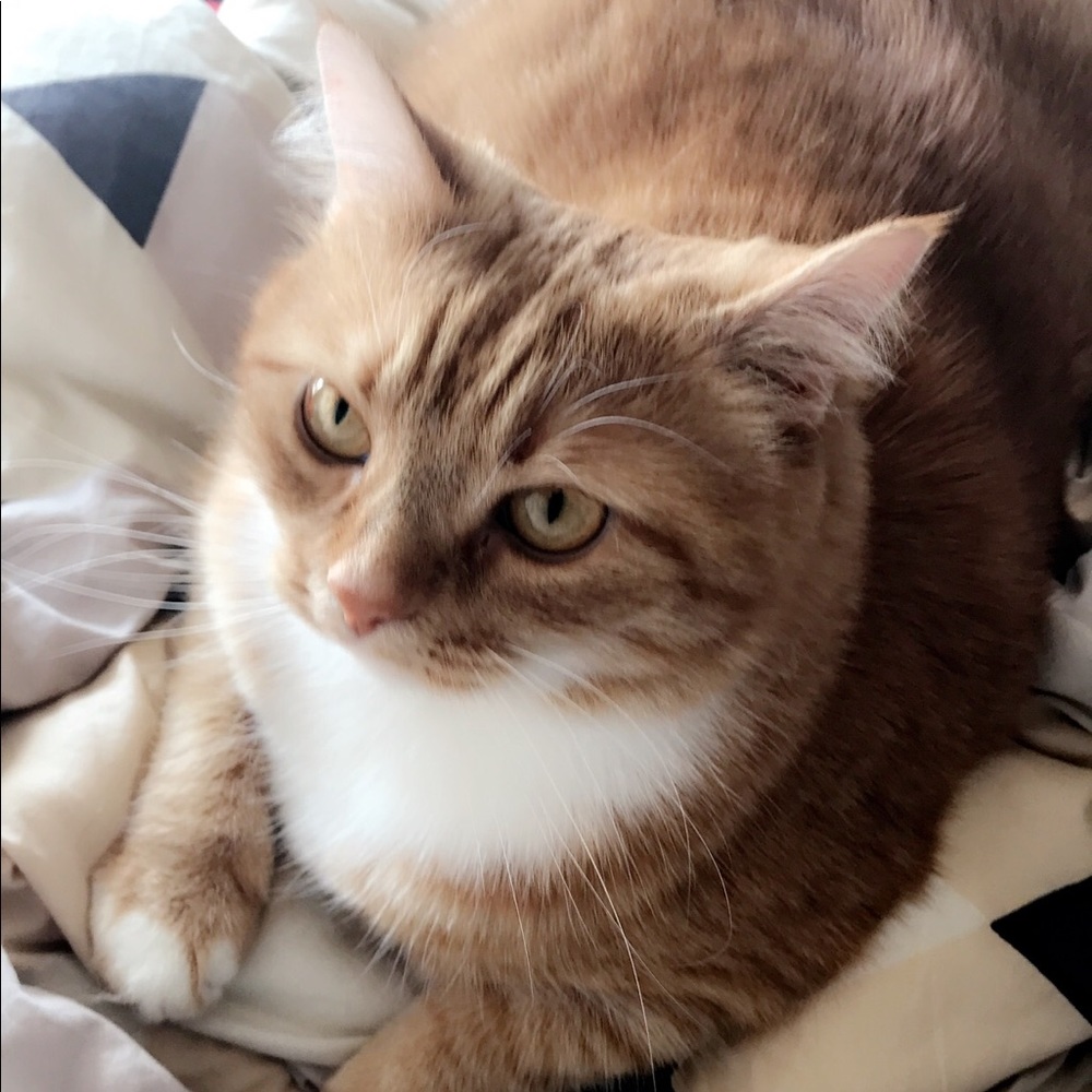 Meet your Posher, Halle